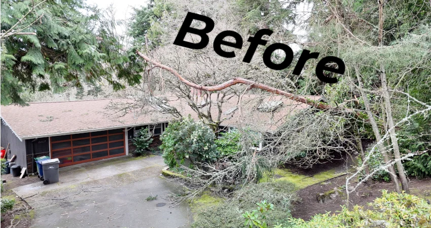 Tree Removal 1 a tree branch falling over a house