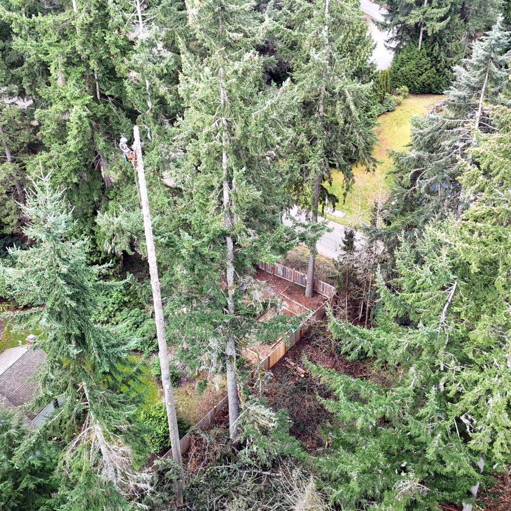roy tree services