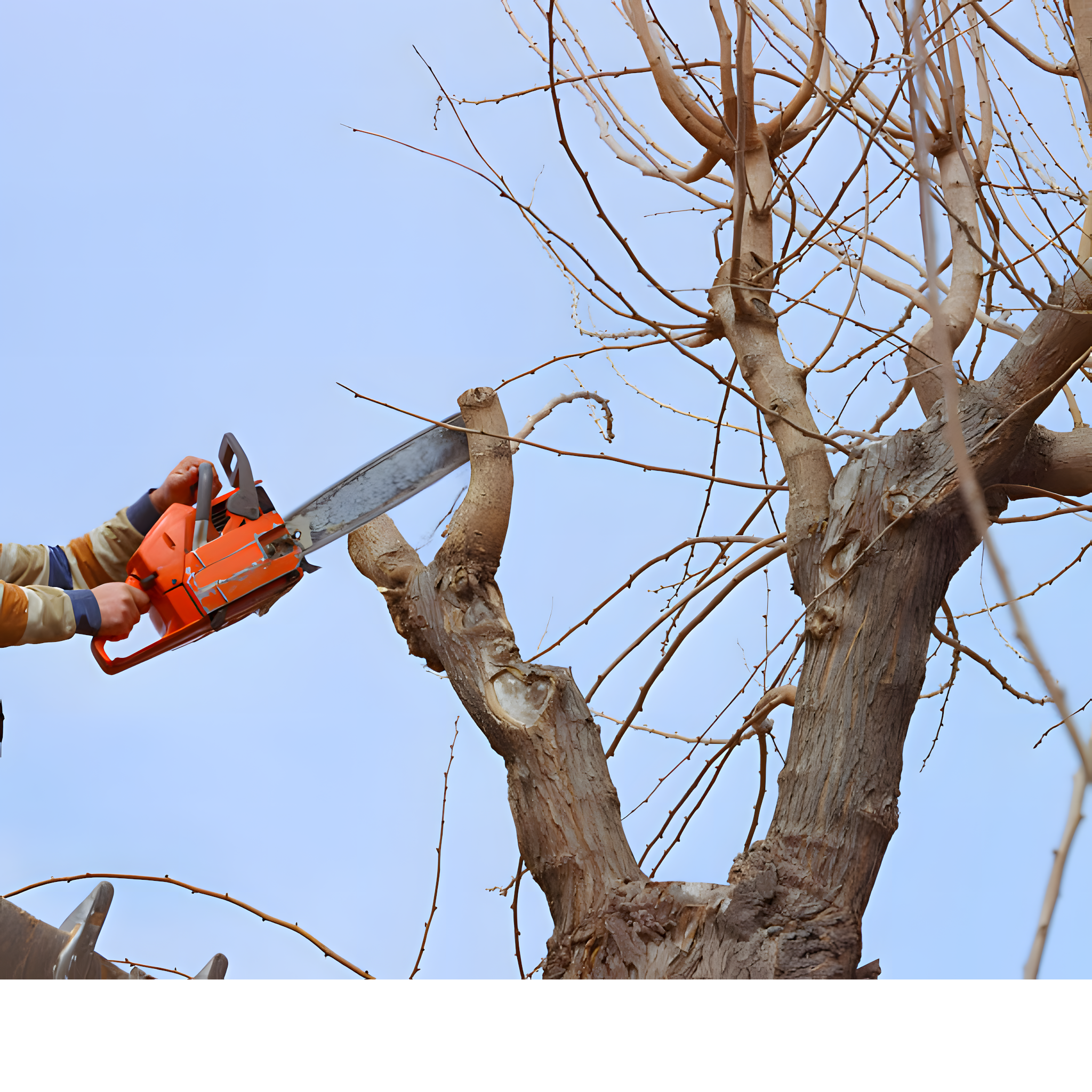 tree removal yelm