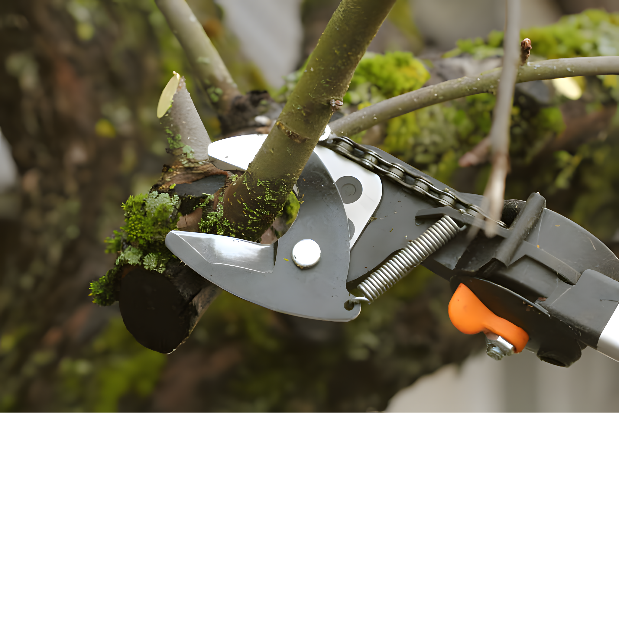 tree trimming and pruning yelm