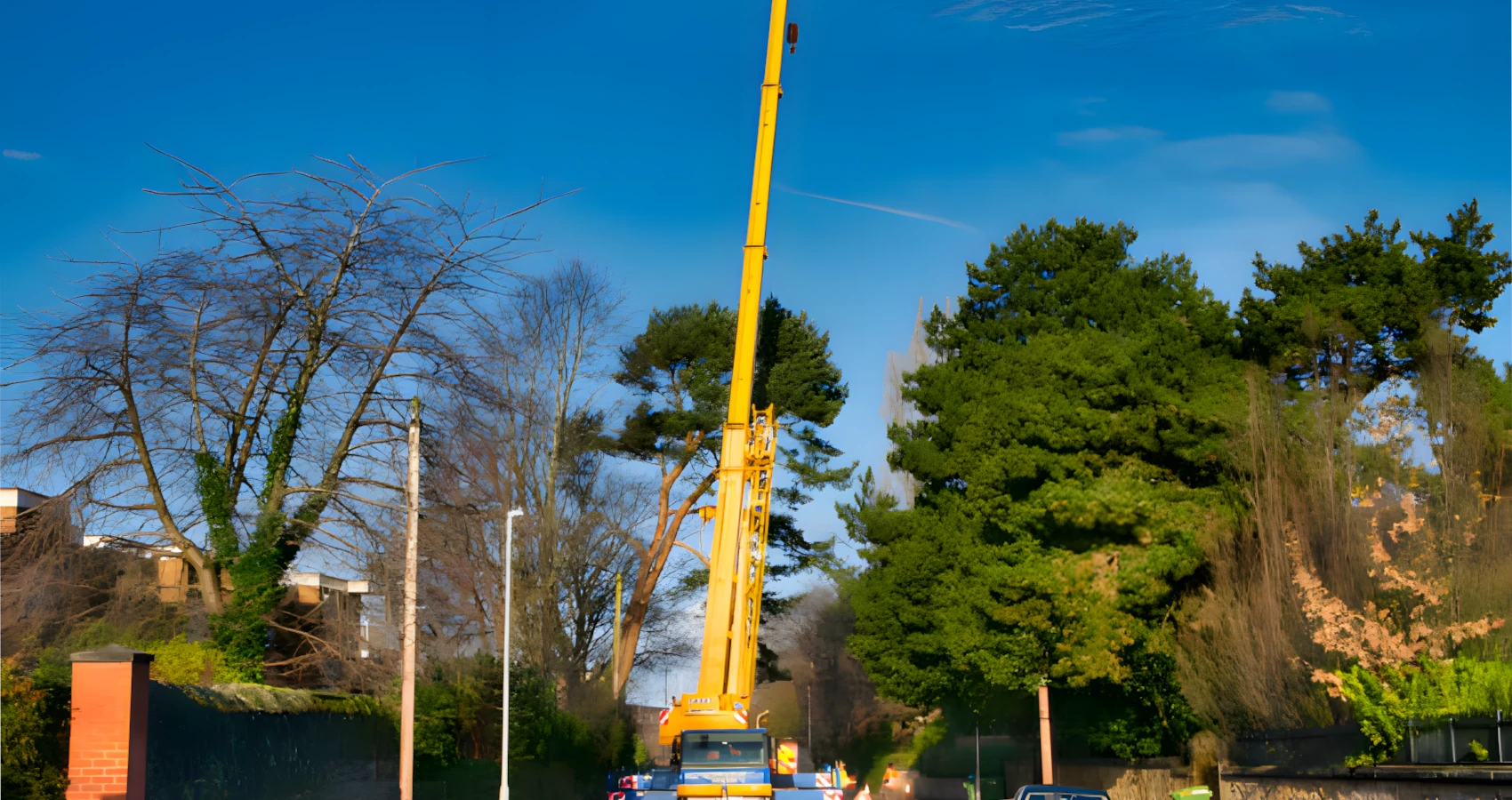 beaux arts village crane tree removal