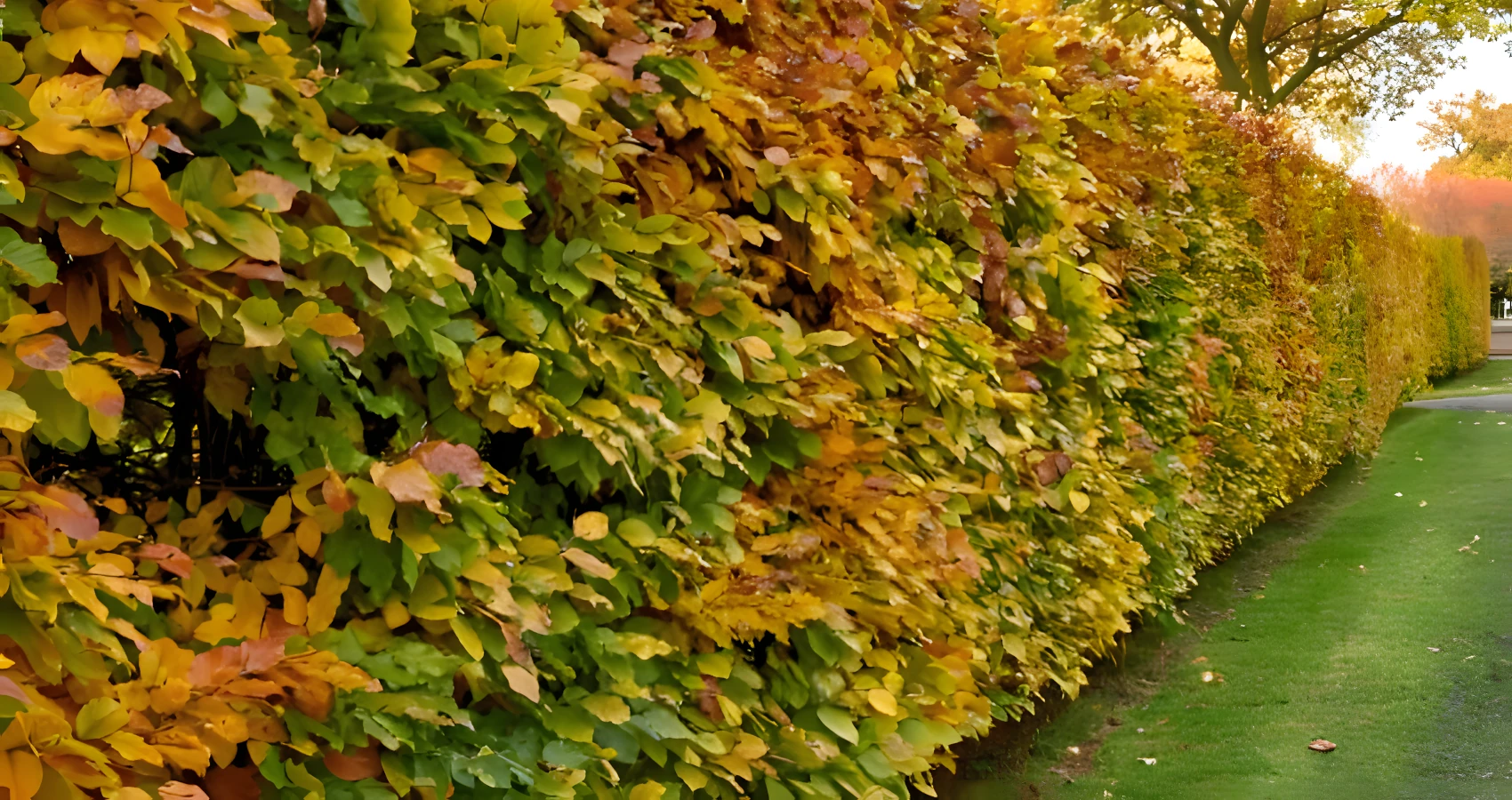 beaux arts village washington shrub pruning service