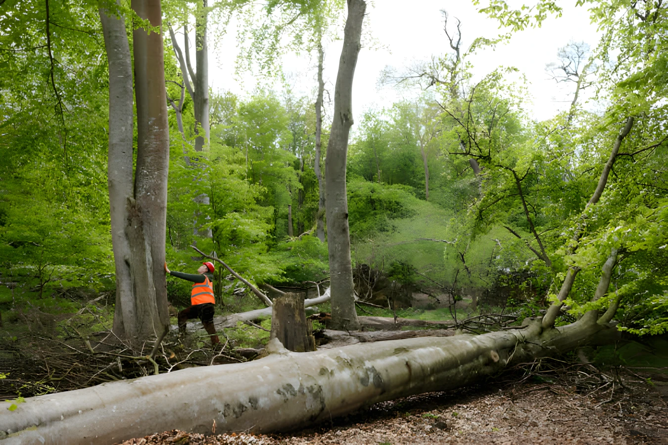 beaux arts village washington tree assessment service