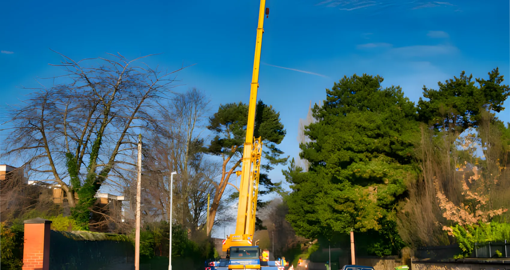 crane tree removal lynden
