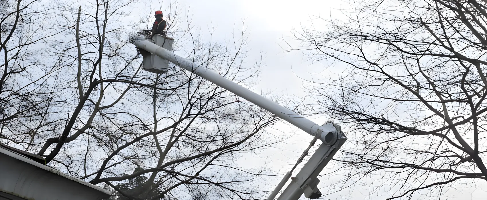 best crane tree removal service for lynden washington