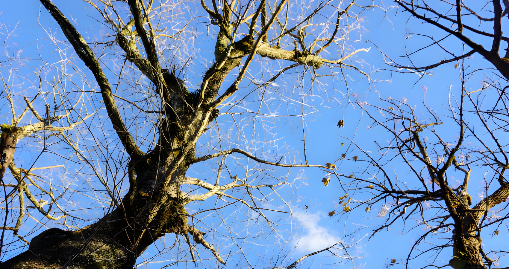 ferndale washington tree crown thinning service