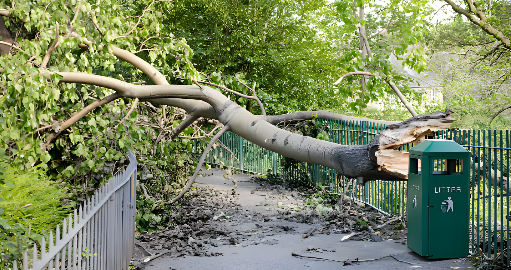 hunts point hazardous tree removal