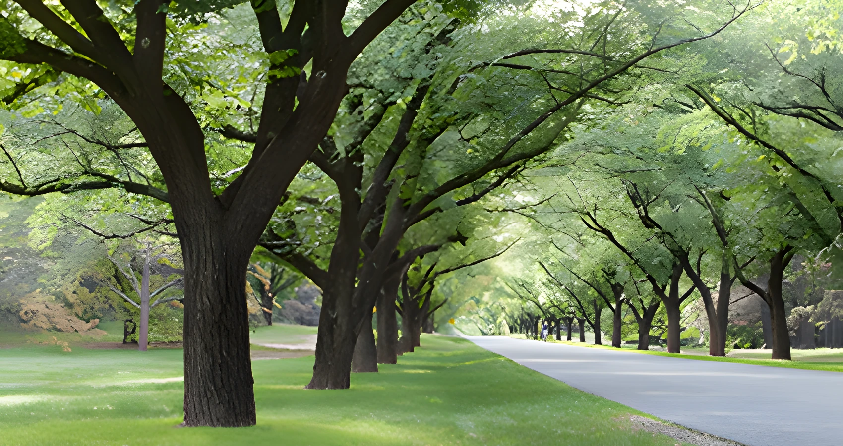 island county washington tree canopy raise service