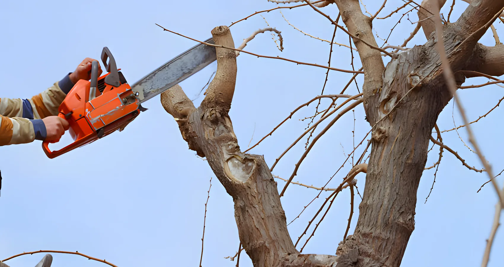 kenmore tree removal