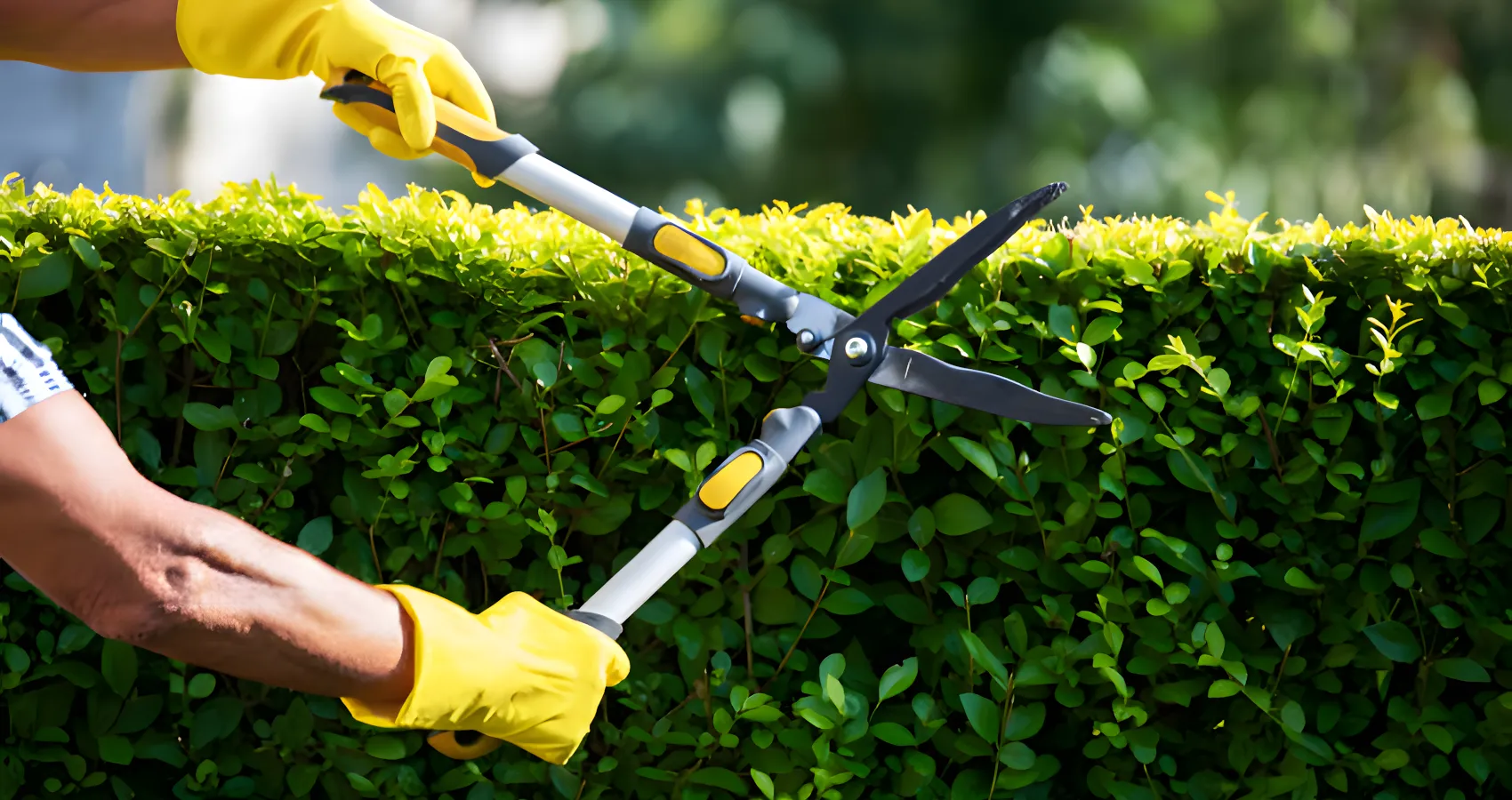 shrub pruning lakewood