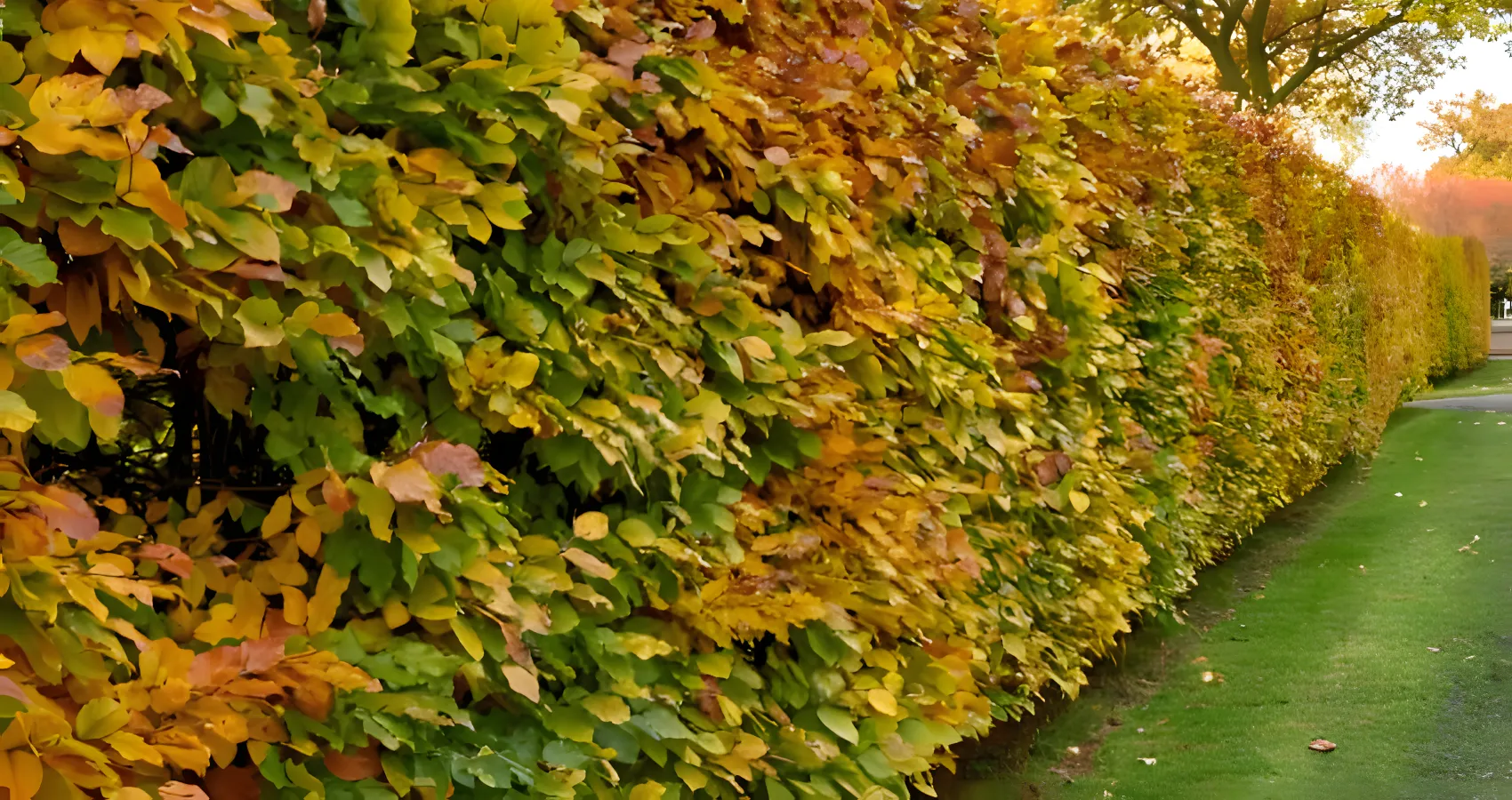 best shrub pruning service for lakewood washington
