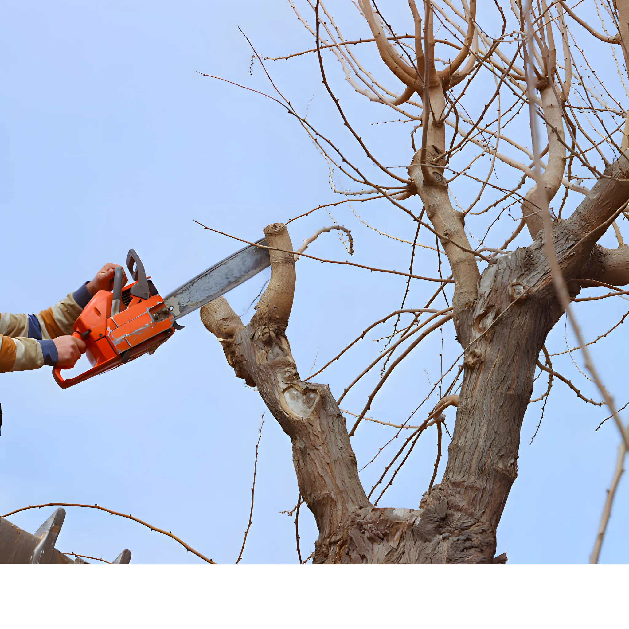 thurston county tree removal