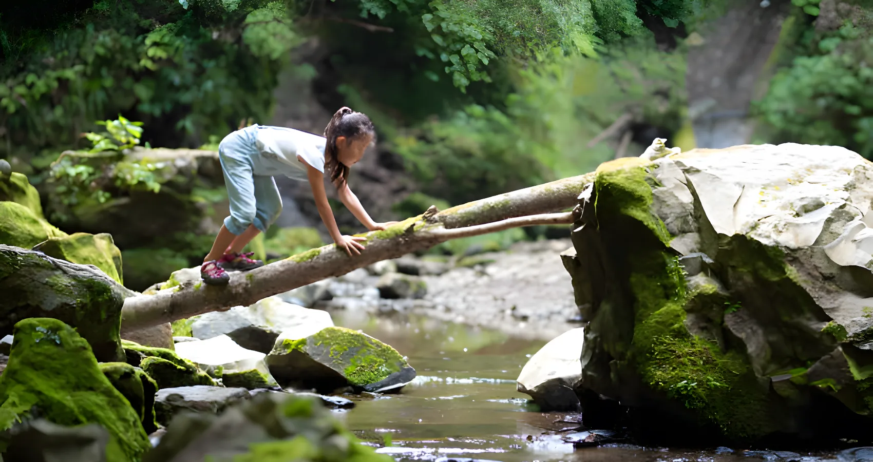 tree balancing lacey