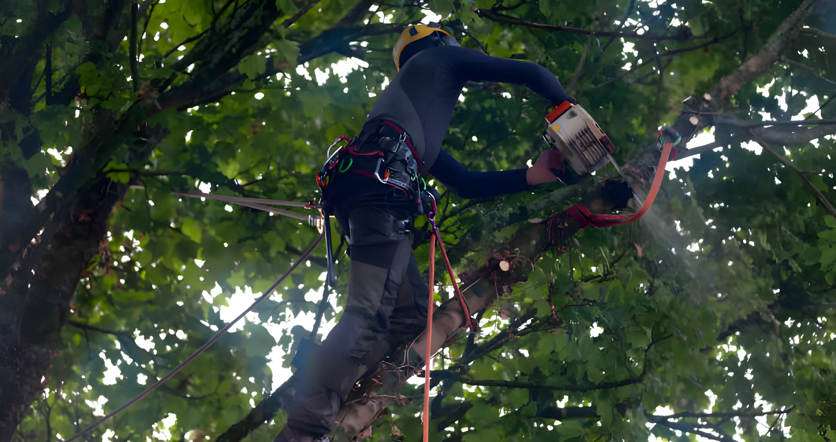 tree branch trimming mount vernon