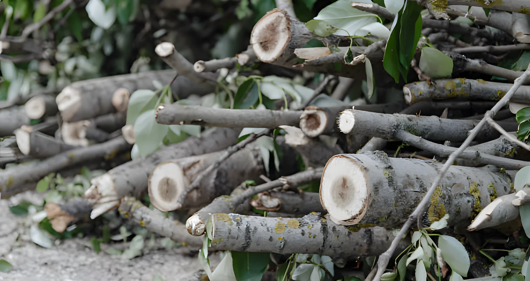 best tree branch trimming service for mount vernon washington
