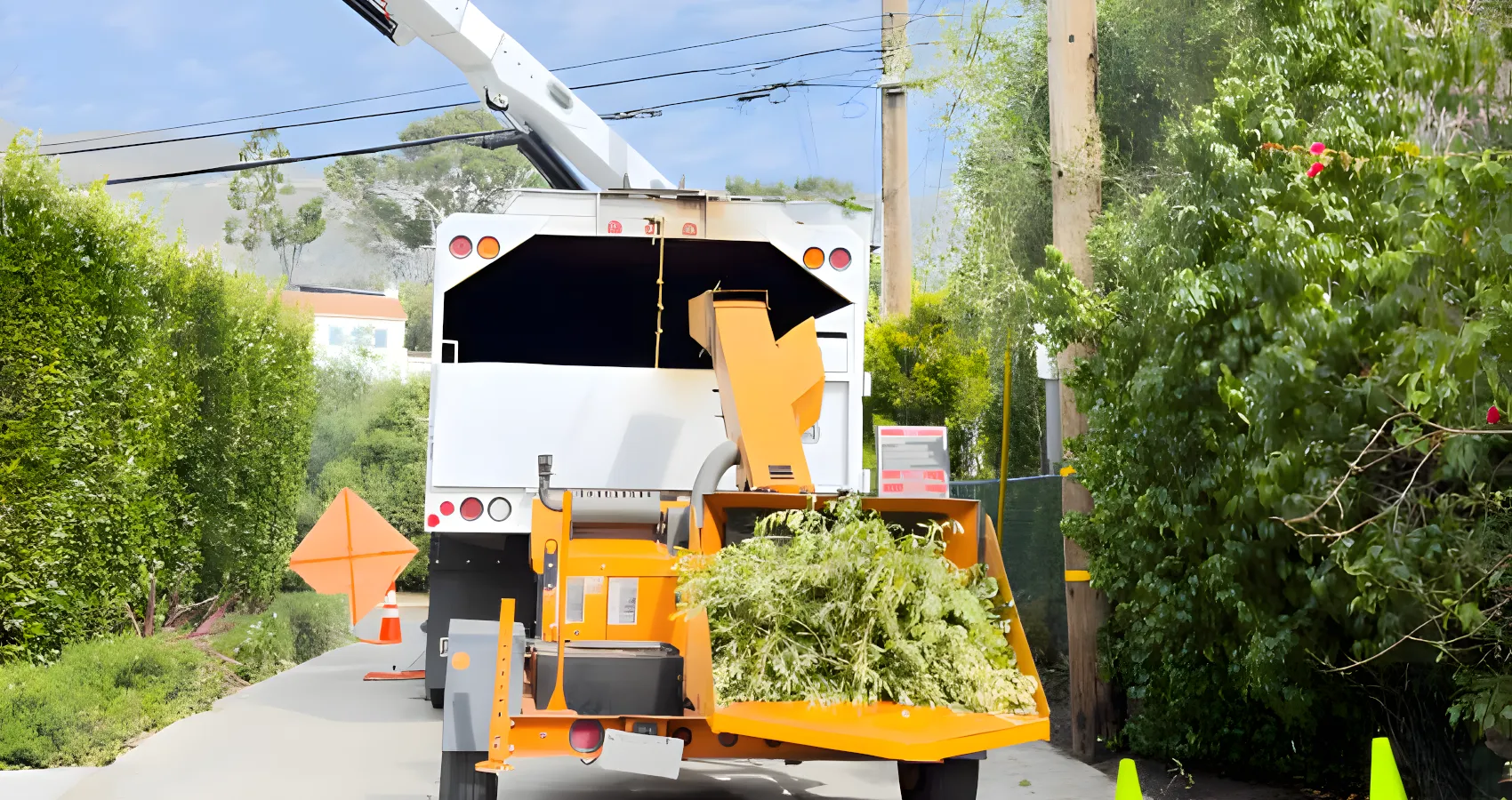 best tree brush chipping and cleanup service for skagit washington