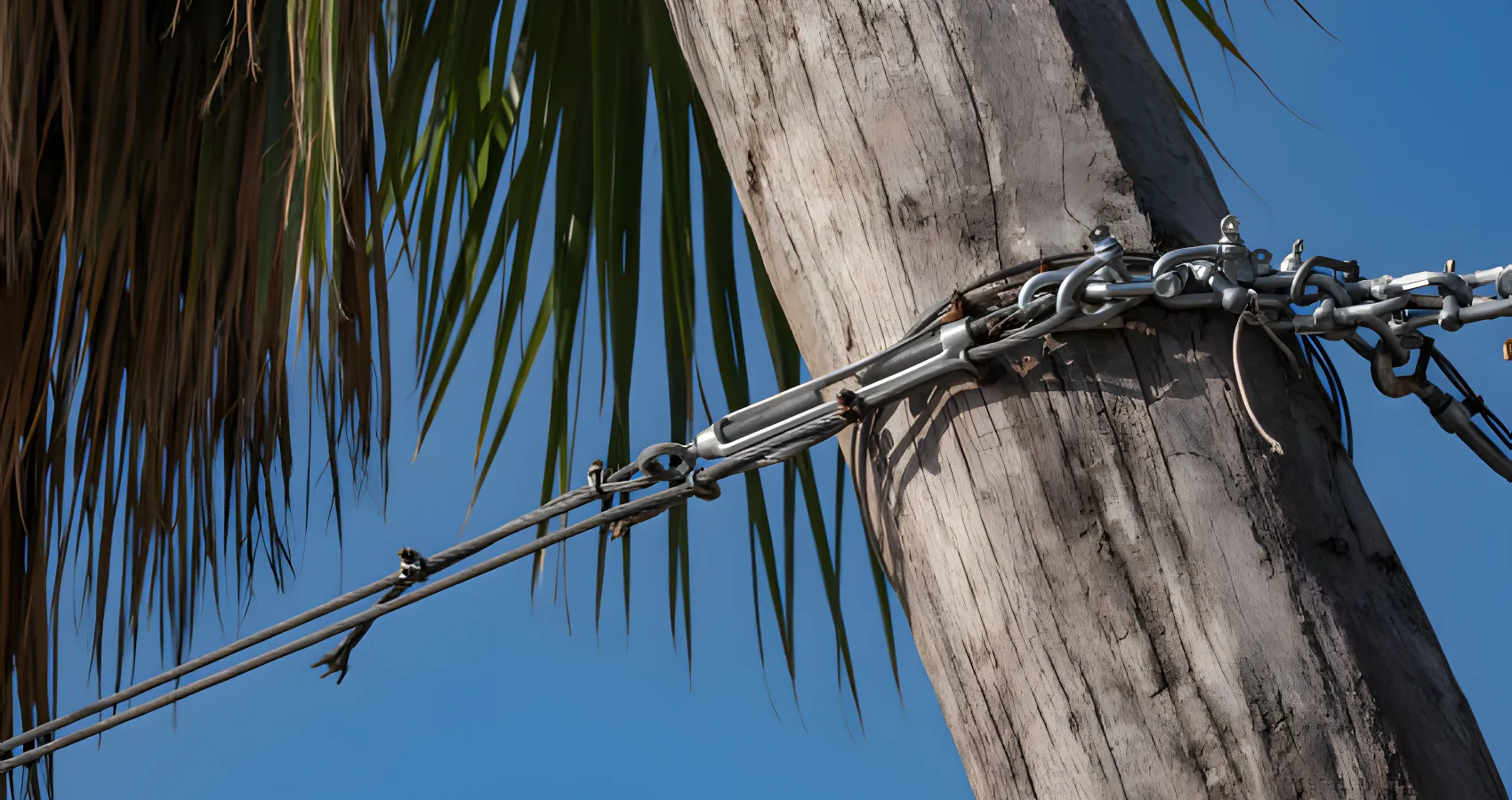 tree cabling and bracing thurston