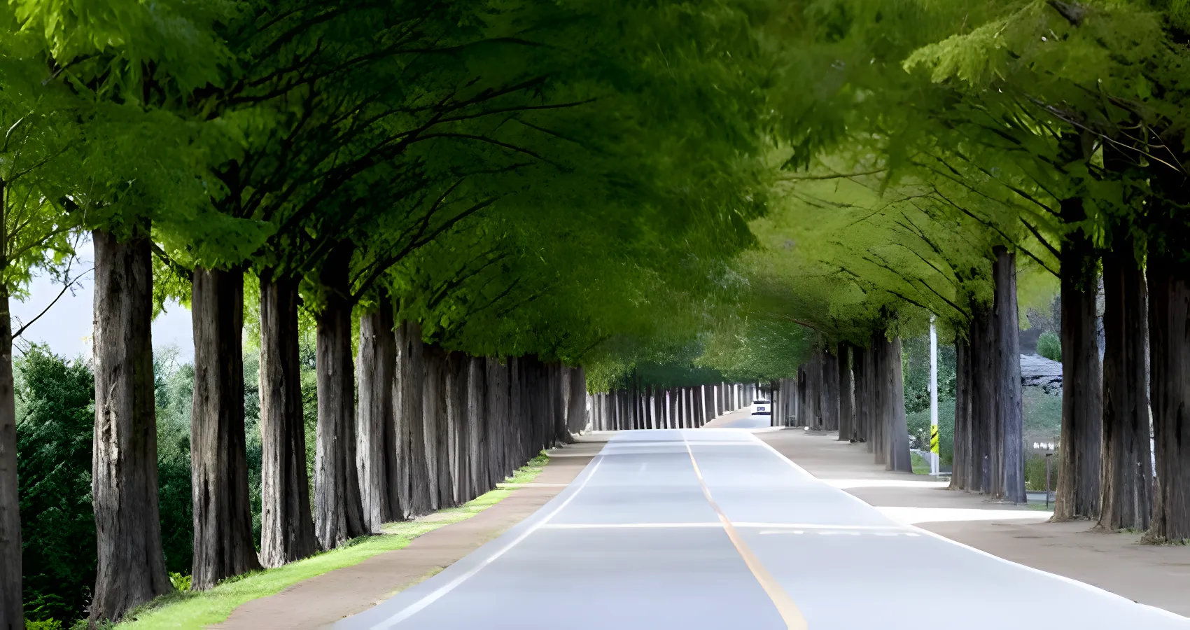 tree canopy raise sumas