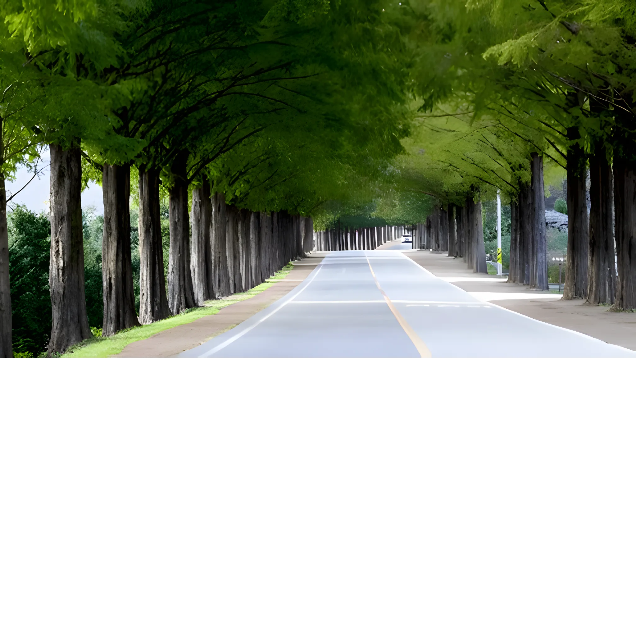 tree canopy raise wilkeson