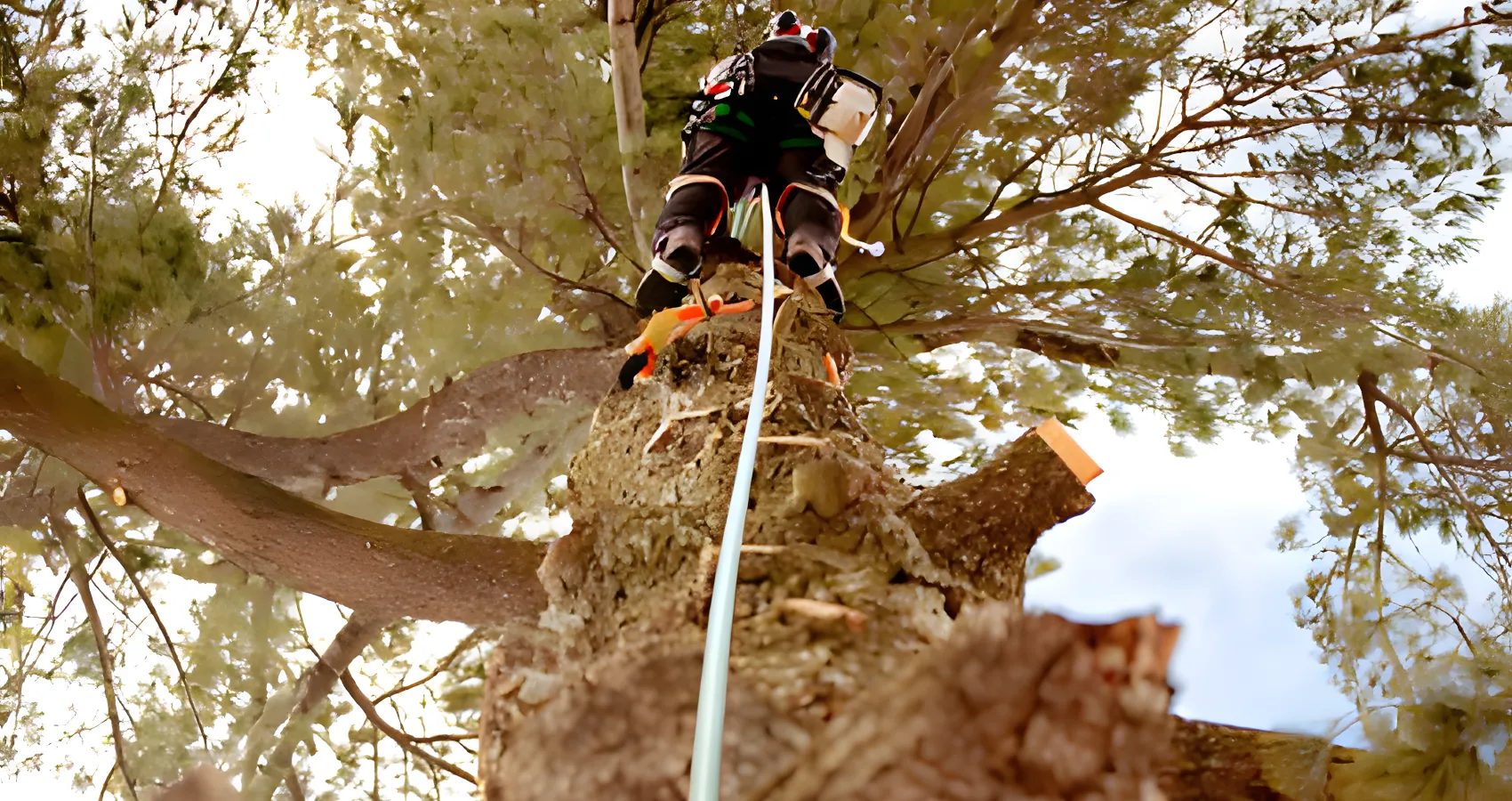 tree crown cleaning skagit
