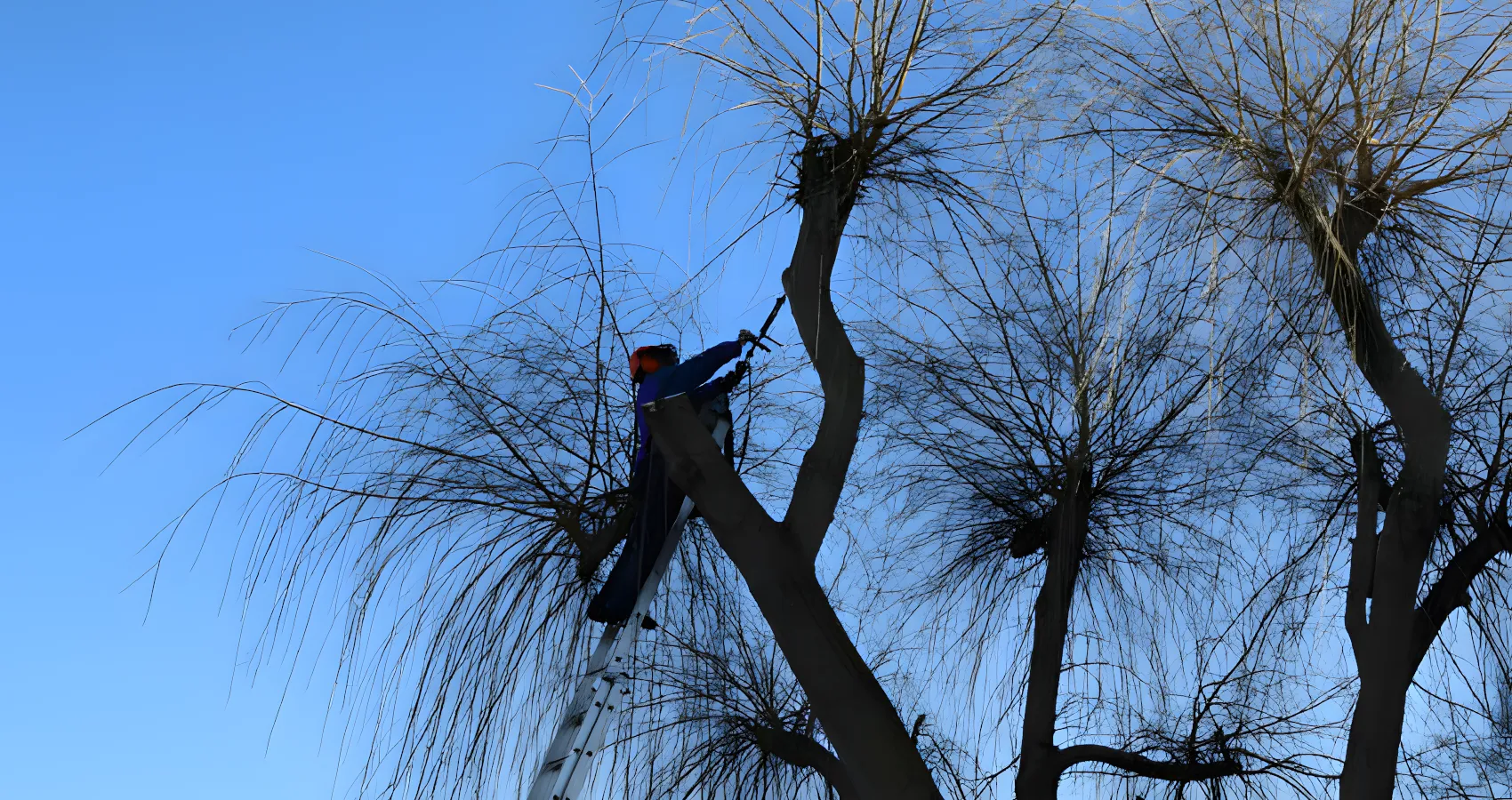 tree crown thinning thurston