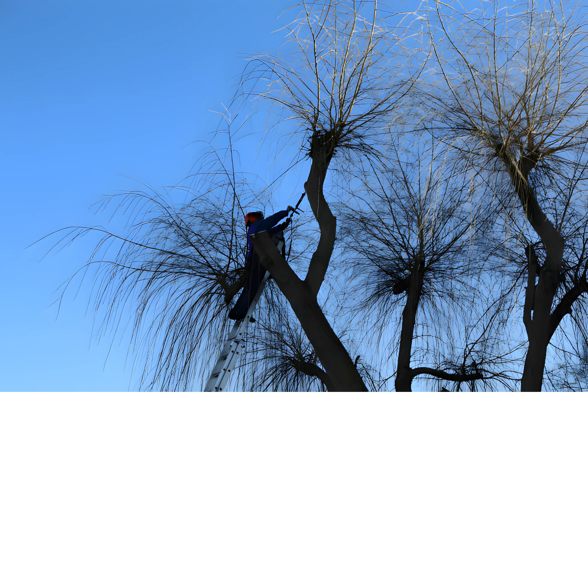 tree crown thinning yelm