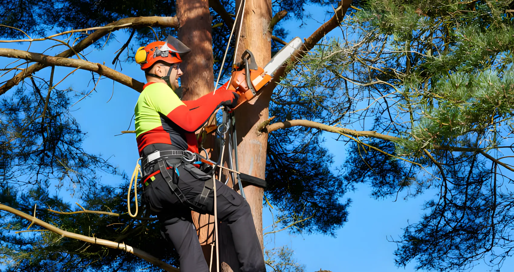 best tree cutter service for la conner washington