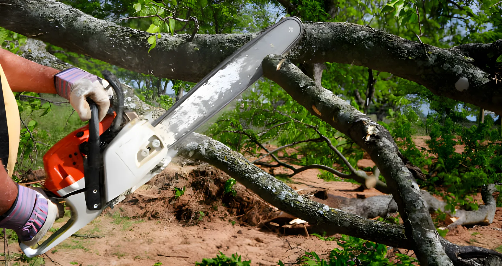 tree cutter lyman