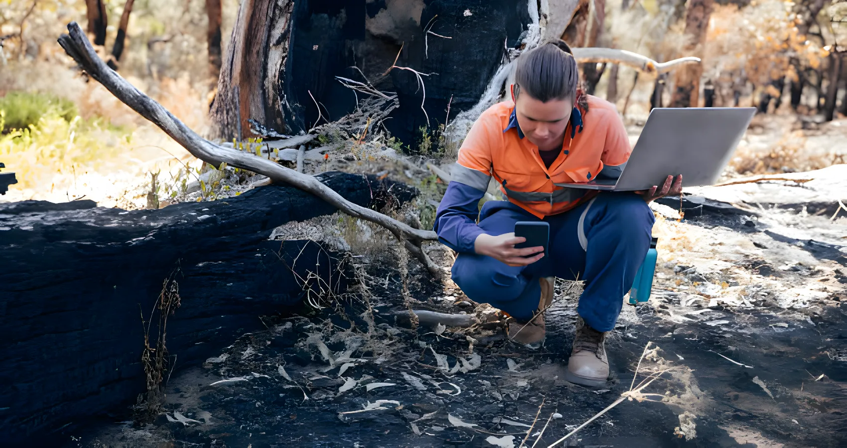 tree inspection and evaluation university place