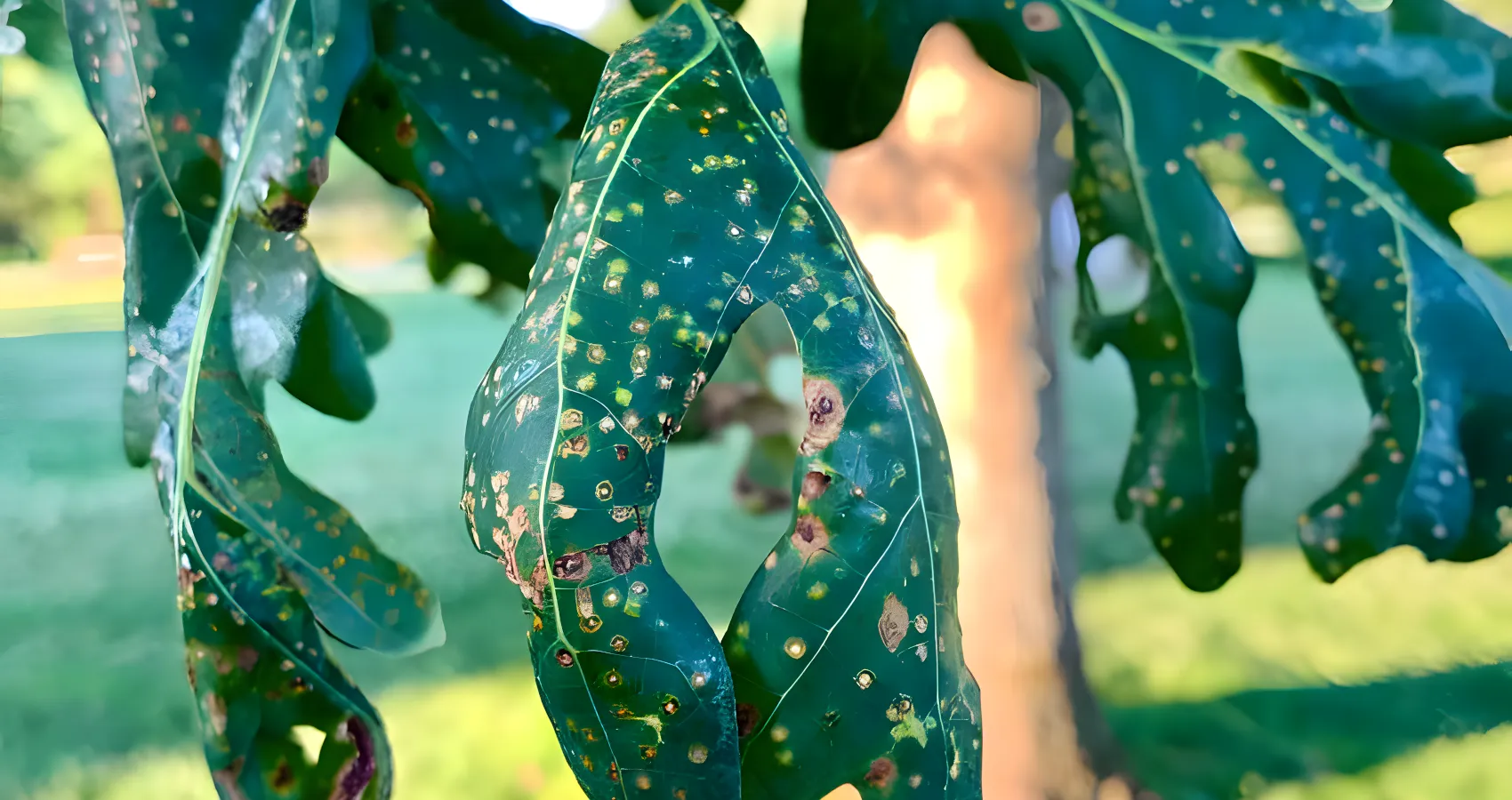 tree pest and disease management lyman