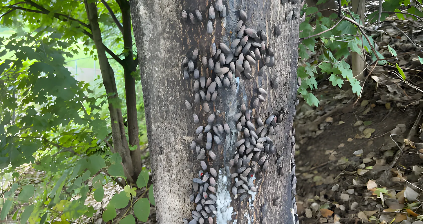 best tree pest and disease management service for tacoma washington