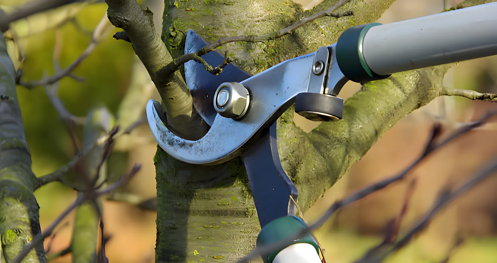 tree pruning snoqualmie