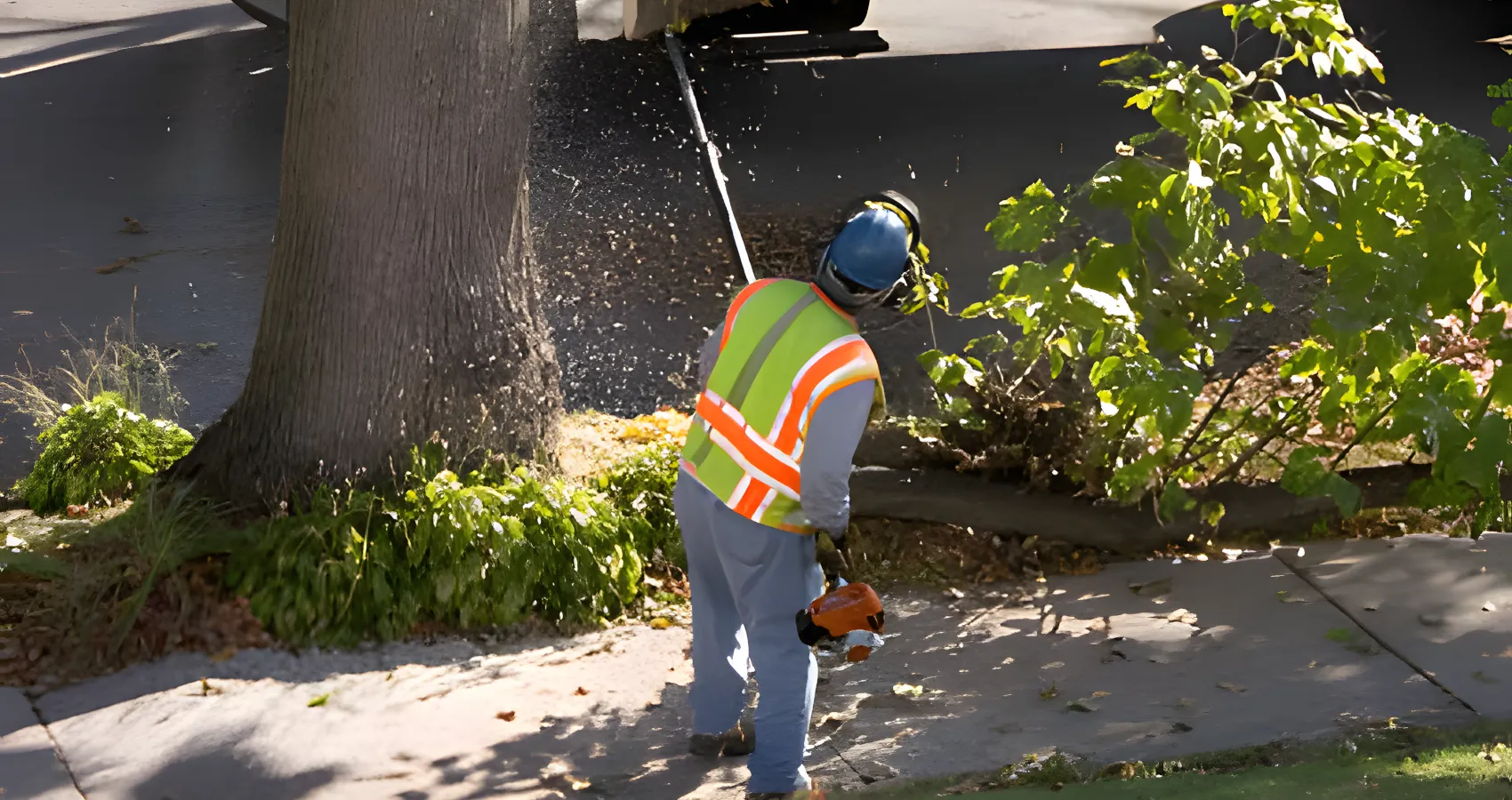 best tree pruning service for snoqualmie washington