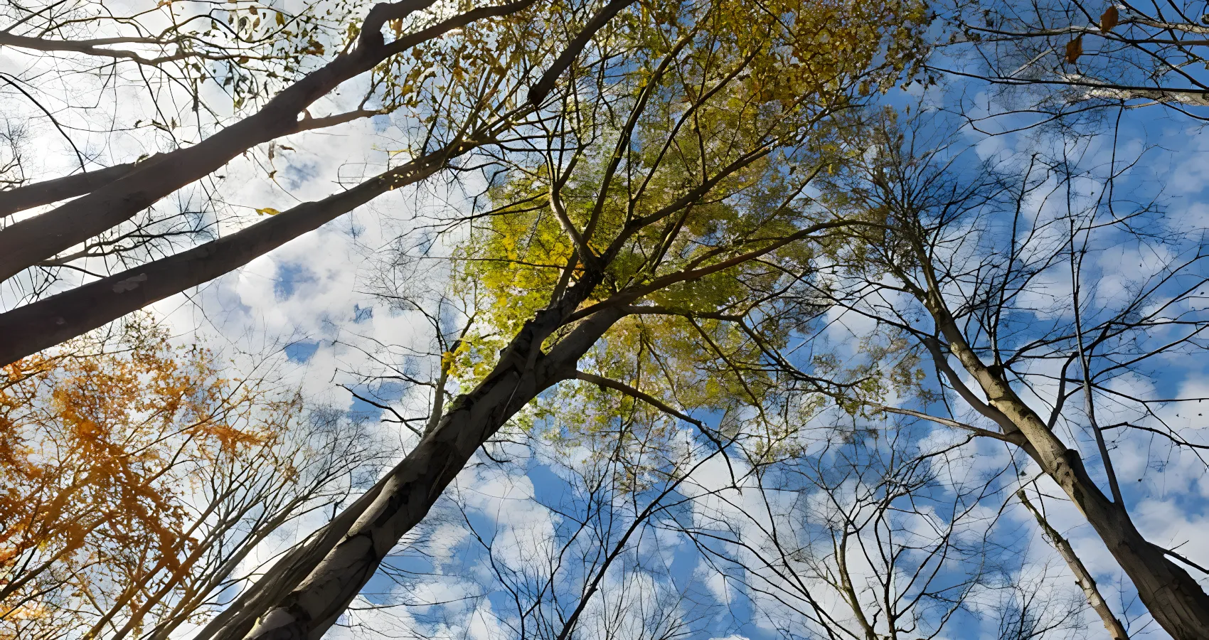 best tree thinning for light service for skagit washington