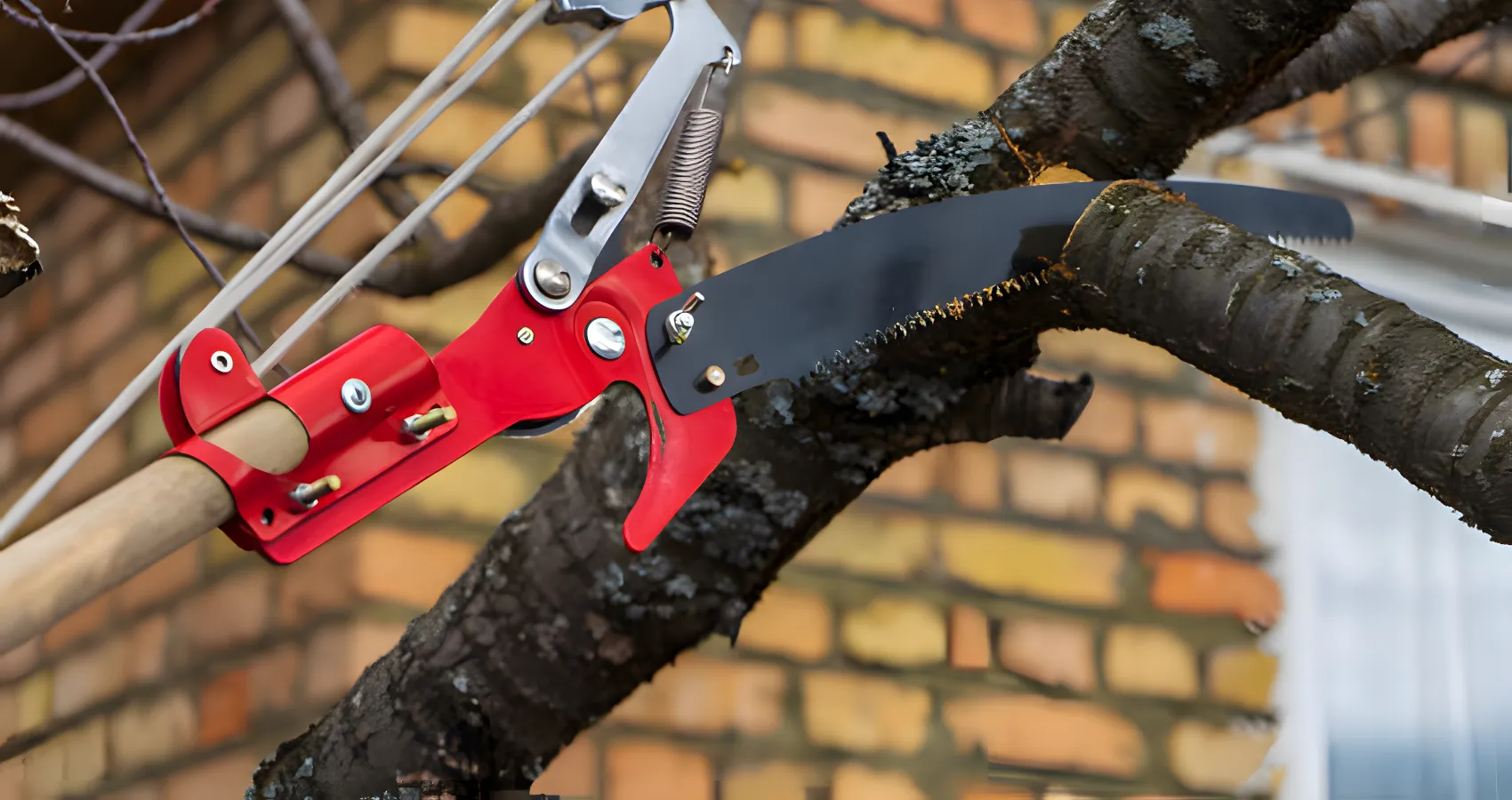 best tree trimming and pruning service for redmond washington