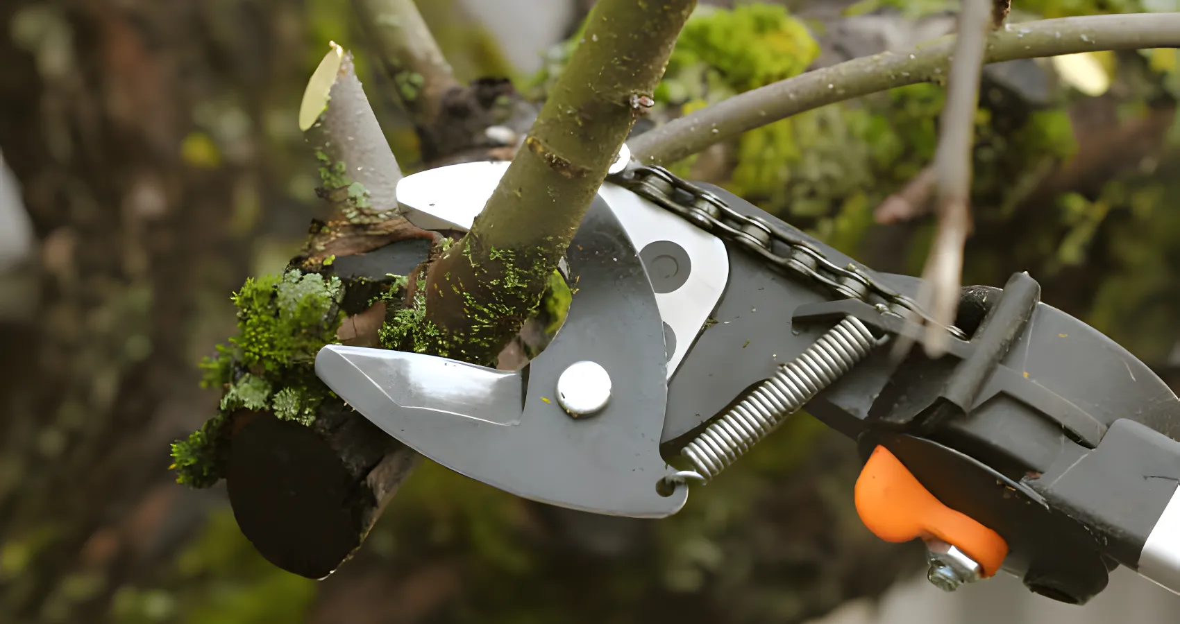 Tree trimming and pruning in Thurston tree trimming and pruning thurston