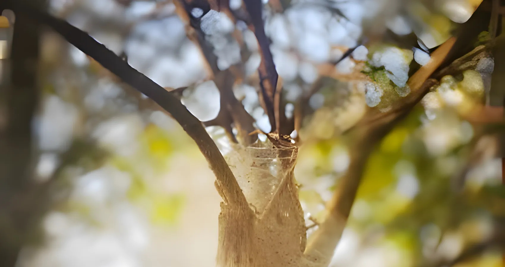 tree widow maker removal lyman