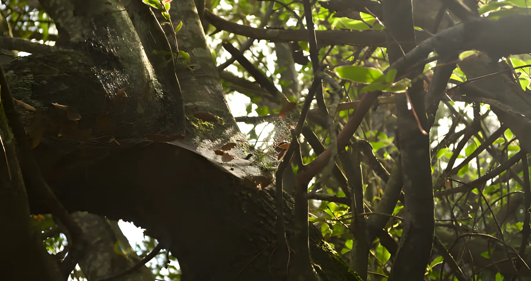 best tree widow maker removal service for shoreline washington