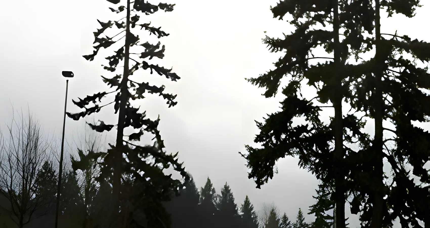tree wind sailing skykomish