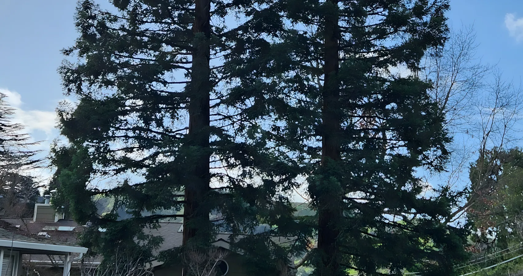 best tree wind sailing service for thurston washington