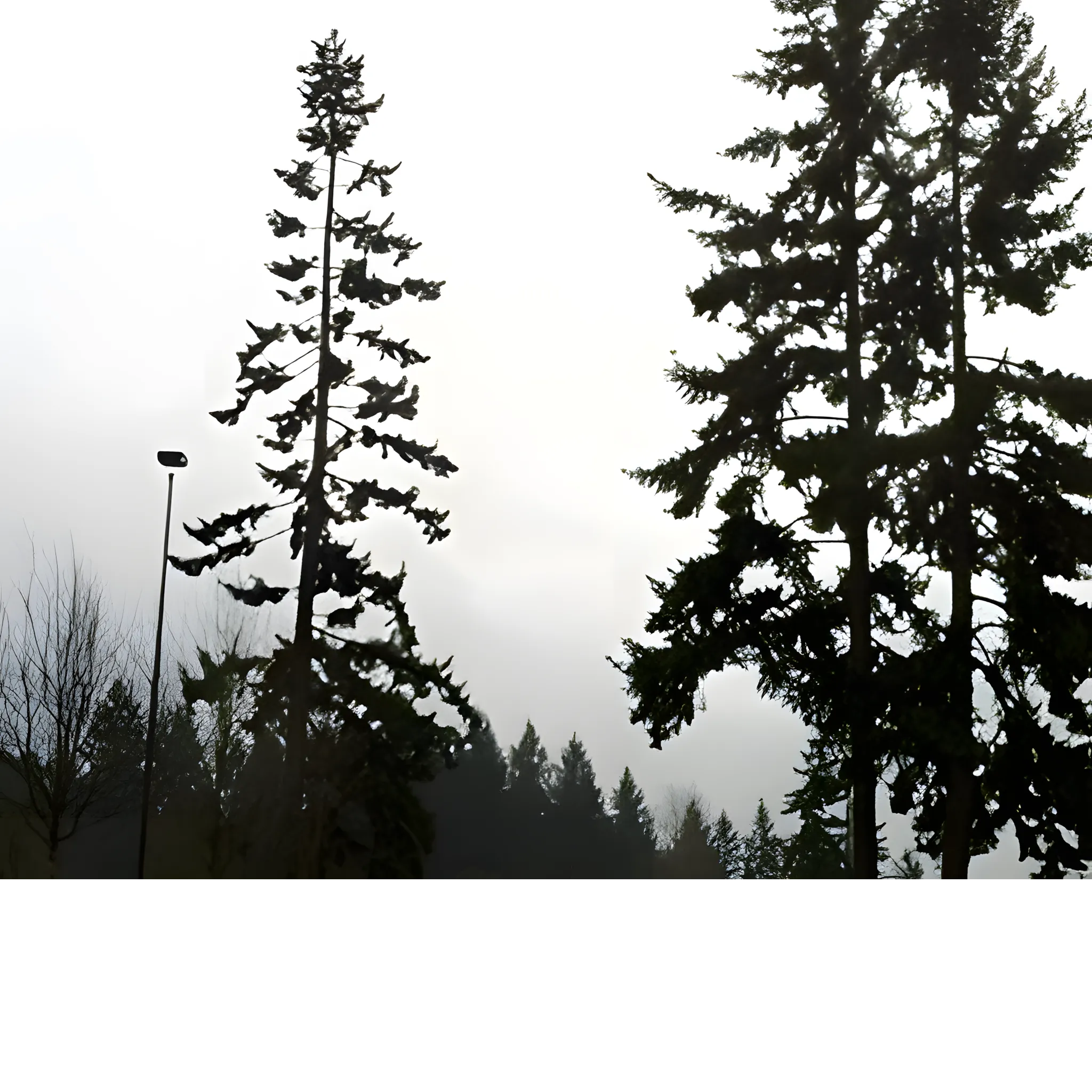 tree wind sailing whatcom