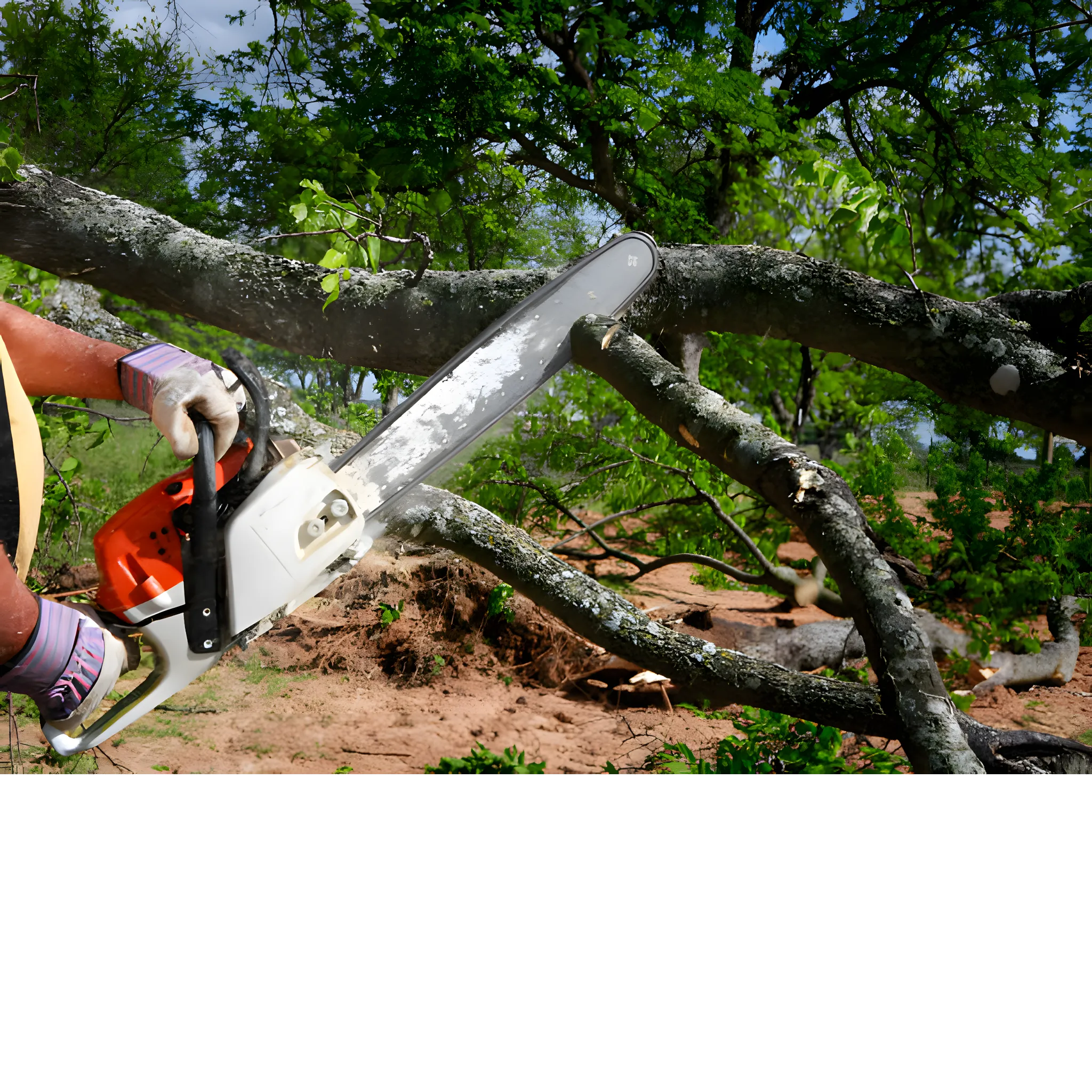 university place tree cutter