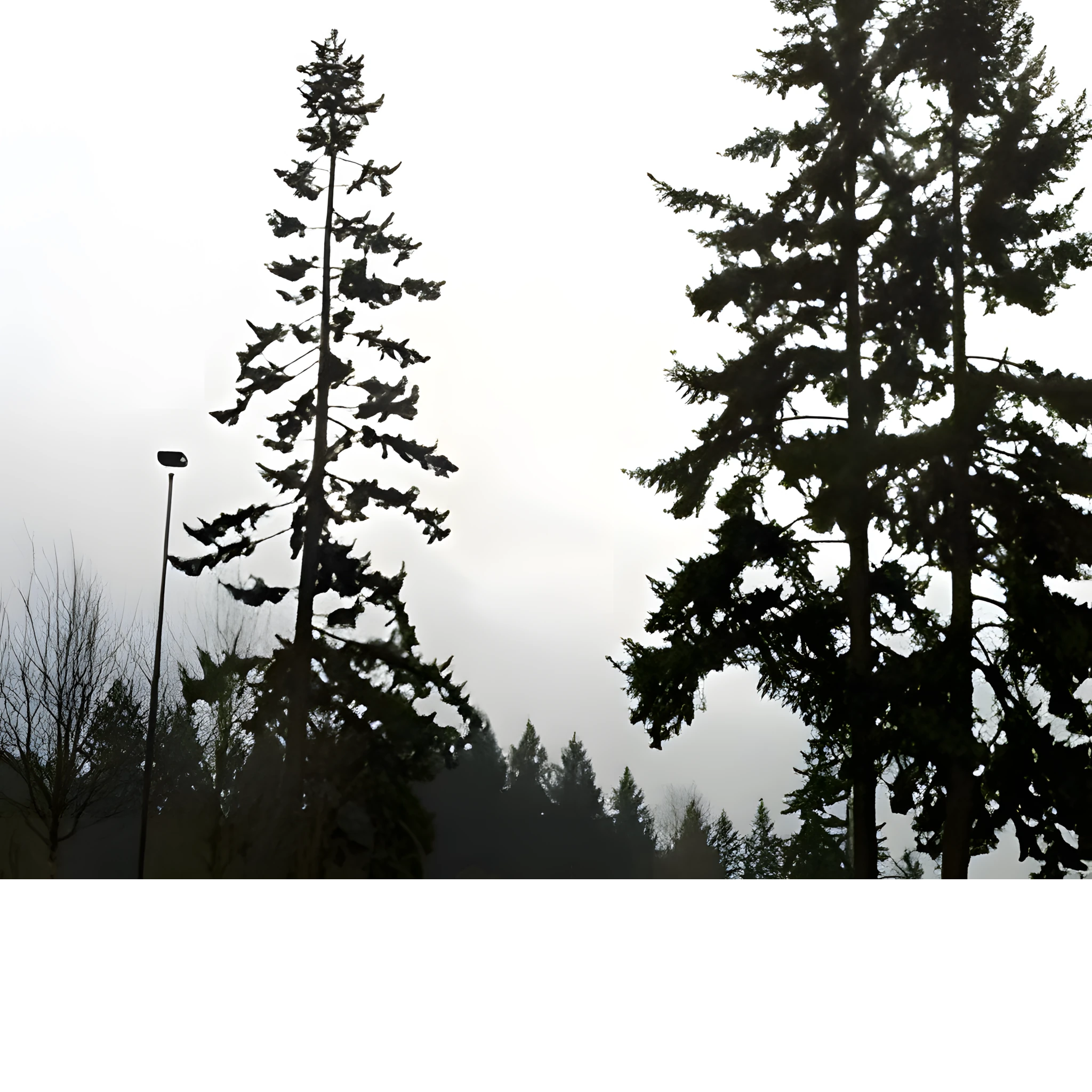 yelm tree wind sailing