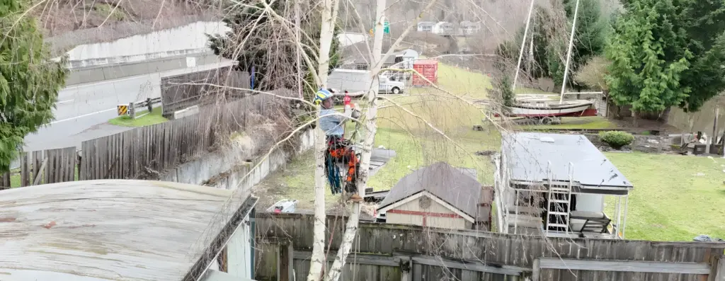 Tree Removal in Kenmore