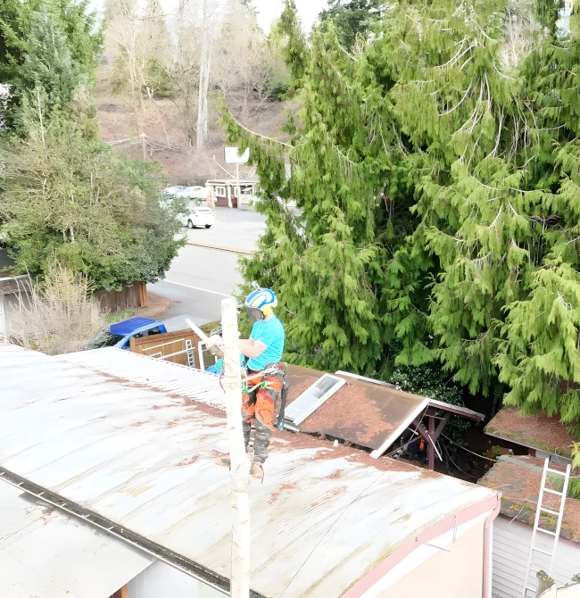 Tree Removal in Kenmore