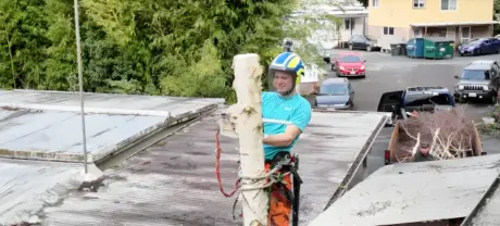 Tree Removal in Kenmore
