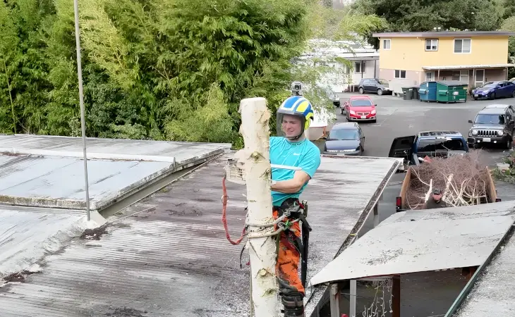 Tree Removal in Kenmore