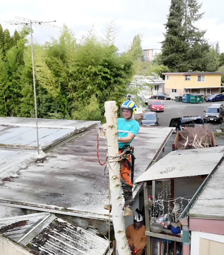 Precision Tree Removal in Tight Quarters Near Lake Washington