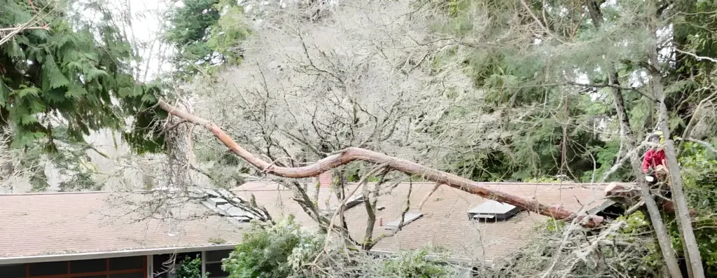 Storm-Damaged Tree Removal in Kirkland