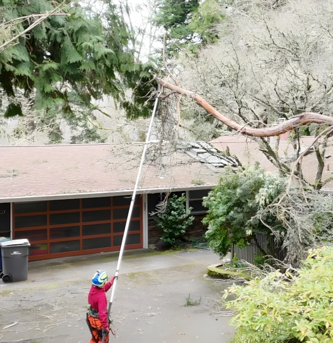 Storm-Damaged Tree Removal in Kirkland